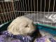 Abyssinian Guinea Pig Rodents for sale in Midlothian, VA 23112, USA. price: $20