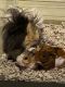 Abyssinian Guinea Pig Rodents for sale in Clarkesville, GA 30523, USA. price: NA