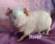 Abyssinian Guinea Pig Rodents for sale in Grand Rapids, MI, USA. price: $45
