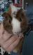 Abyssinian Guinea Pig Rodents for sale in Milan, IN 47031, USA. price: NA