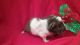 Abyssinian Guinea Pig Rodents for sale in Redlands, CA 92374, USA. price: NA