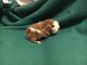 Abyssinian Guinea Pig Rodents for sale in Newark, OH, USA. price: NA
