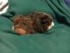 Abyssinian Guinea Pig Rodents for sale in Cleveland Heights, OH, USA. price: $20