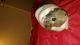 Abyssinian Guinea Pig Rodents for sale in Katy, TX, USA. price: NA