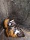Abyssinian Guinea Pig Rodents for sale in Lakeland, FL, USA. price: NA