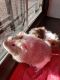 Abyssinian Guinea Pig Rodents for sale in New York, NY 10002, USA. price: $150