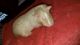 Abyssinian Guinea Pig Rodents for sale in New York, NY 10002, USA. price: $150