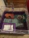 Abyssinian Guinea Pig Rodents for sale in Dundalk, MD 21222, USA. price: NA