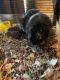 Abyssinian Guinea Pig Rodents for sale in Victorville, CA, USA. price: NA