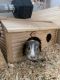 Abyssinian Guinea Pig Rodents for sale in 5784 132nd St, Bath, SD 57427, USA. price: $75