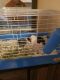 Abyssinian Guinea Pig Rodents for sale in 730 River Plantation Dr, Conroe, TX 77302, USA. price: NA