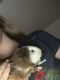Abyssinian Guinea Pig Rodents for sale in Midlothian, VA, USA. price: $20