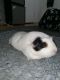 Abyssinian Guinea Pig Rodents for sale in 6339 N Ridge Ave, Chicago, IL 60660, USA. price: $150