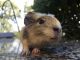 Abyssinian Guinea Pig Rodents for sale in Gaithersburg, MD, USA. price: $50
