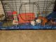 Abyssinian Guinea Pig Rodents for sale in Tomball, TX, USA. price: NA
