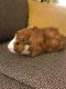 Abyssinian Guinea Pig Rodents for sale in Oklahoma City, OK 73134, USA. price: $20