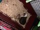 Abyssinian Guinea Pig Rodents for sale in Gilbert, AZ, USA. price: NA