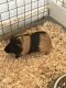 Abyssinian Guinea Pig Rodents for sale in Nampa, ID, USA. price: $80