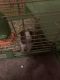 Abyssinian Guinea Pig Rodents for sale in Jackson, TN, USA. price: $140