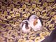 Abyssinian Guinea Pig Rodents for sale in Minersville, PA, USA. price: NA