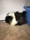 Abyssinian Guinea Pig Rodents for sale in Kalamazoo, MI, USA. price: $50