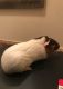 Abyssinian Guinea Pig Rodents for sale in Searcy, AR, USA. price: $80