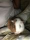 Abyssinian Guinea Pig Rodents for sale in Palm Bay, FL 32907, USA. price: NA