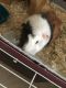 Abyssinian Guinea Pig Rodents for sale in Mt Prospect, IL, USA. price: $50