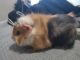 Abyssinian Guinea Pig Rodents for sale in Newark, DE, USA. price: $40