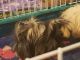 Abyssinian Guinea Pig Rodents for sale in Locust Grove, VA 22508, USA. price: NA
