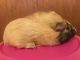 Abyssinian Guinea Pig Rodents for sale in 4241 Waverly Ave, Odessa, TX 79762, USA. price: NA