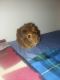 Abyssinian Guinea Pig Rodents for sale in Belle Vernon, PA 15012, USA. price: $20