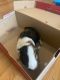 Abyssinian Guinea Pig Rodents for sale in Garner, NC, USA. price: $60