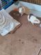 Abyssinian Guinea Pig Rodents for sale in Buffalo, NY 14207, USA. price: $50