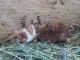 Abyssinian Guinea Pig Rodents for sale in Ypsilanti, MI, USA. price: $20