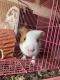 Abyssinian Guinea Pig Rodents for sale in Union City, CA, USA. price: NA