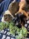 Abyssinian Guinea Pig Rodents for sale in Oklahoma City, OK, USA. price: $40