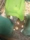 Abyssinian Guinea Pig Rodents for sale in 998 Nixon Cir NE, Palm Bay, FL 32907, USA. price: NA