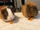 Abyssinian Guinea Pig Rodents for sale in 1363 Westminster Ave, Tulare, CA 93274, USA. price: $80