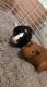 Abyssinian Guinea Pig Rodents for sale in West Bloomfield Township, MI 48324, USA. price: NA