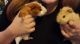 Abyssinian Guinea Pig Rodents for sale in Midland, MI, USA. price: $60