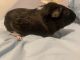 Abyssinian Guinea Pig Rodents for sale in Jamaica, Queens, NY, USA. price: $100