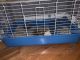 Abyssinian Guinea Pig Rodents for sale in Forest Park, IL, USA. price: NA