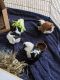 Abyssinian Guinea Pig Rodents for sale in Manhattan, KS, USA. price: NA