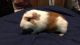 Abyssinian Guinea Pig Rodents for sale in Champlain Rd, North East, MD 21901, USA. price: NA