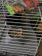 Abyssinian Guinea Pig Rodents for sale in Dallas, TX, USA. price: $30