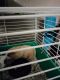 Abyssinian Guinea Pig Rodents for sale in Orlando, FL, USA. price: NA