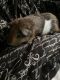 Abyssinian Guinea Pig Rodents for sale in Willoughby, OH 44094, USA. price: NA