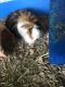 Abyssinian Guinea Pig Rodents for sale in Rocklin, CA, USA. price: $20