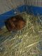 Abyssinian Guinea Pig Rodents